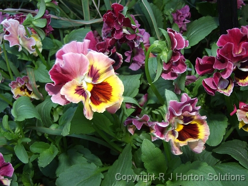 Pansy Pretty Posy_2